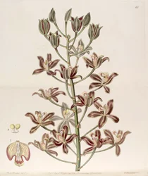 Grammatophyllum multiflorum